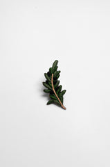 The Olive Branch Brooch