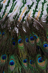 Peacock Feather Gown - ZAID FAROUKI